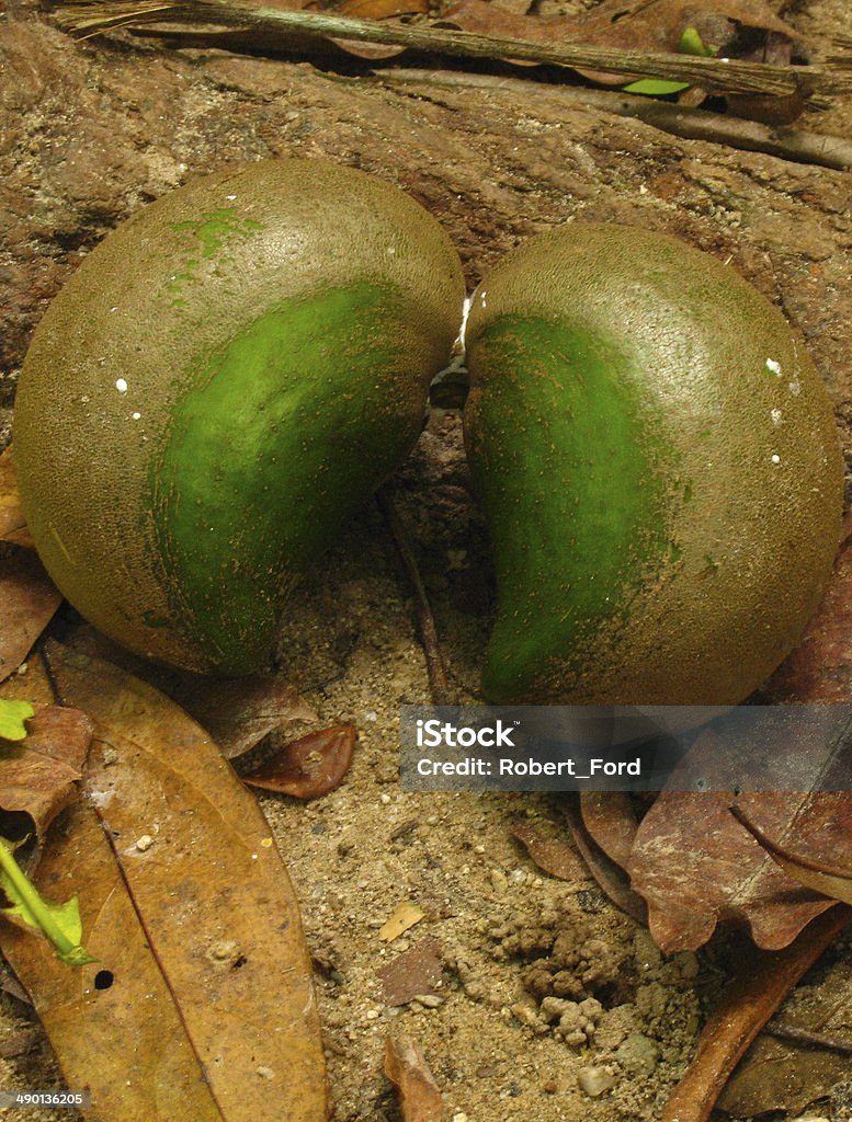 Closeup Wild Nuts from Rainforest near La Ceiba Honduras Honduras Stock Photo