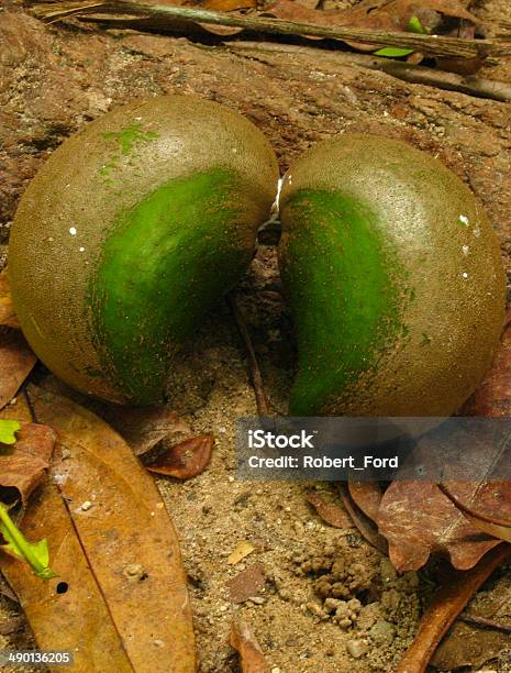 Closeup Wild Nuts From Rainforest Near La Ceiba Honduras Stock Photo - Download Image Now