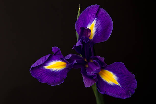istock Closeup of a blue flag iris over black 490136516