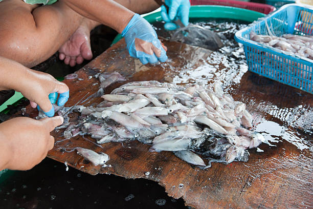 Separation of squid