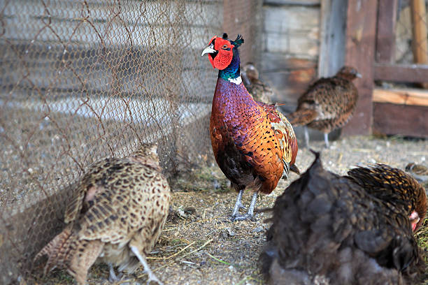 istock Family of Common pheasant 490139682