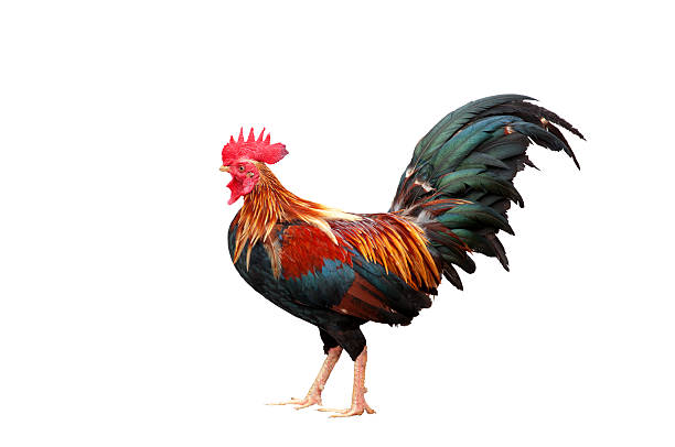 istock Beautiful rooster isolated on white background. 490140548