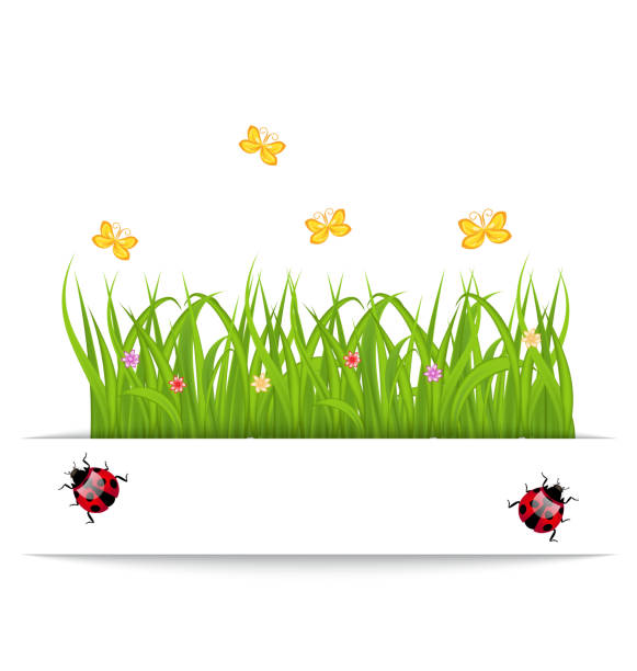 illustrazioni stock, clip art, cartoni animati e icone di tendenza di carta di primavera con erba, fiori, farfalle, coccinelle - butterfly flower single flower grass