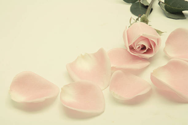 istock Pink roses, Vintage Style 490141326