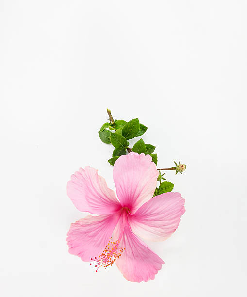 istock pink hibiscus flower isolated on white background 490141344