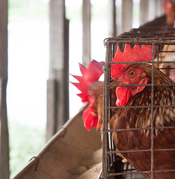 istock chicken cage in the local farm 490141448