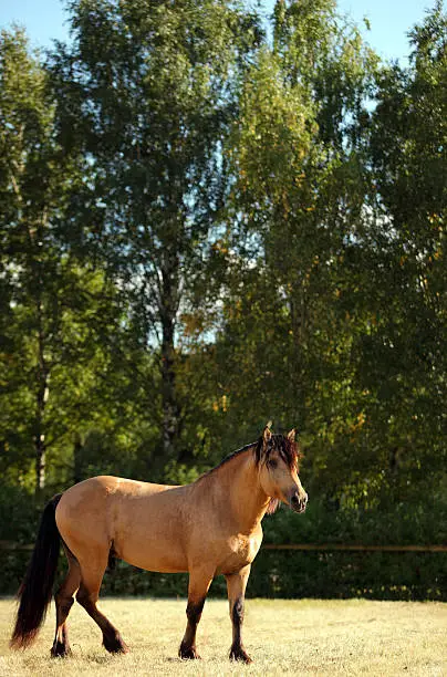 Belarusian heavy draft horse breed in autumn stud farm