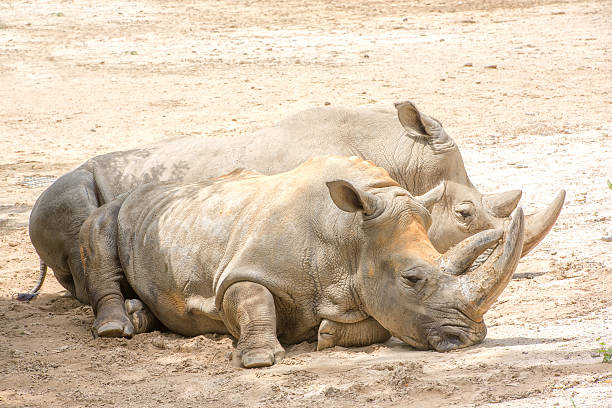istock african white rhino portrait while relaxing 490142186