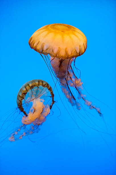 istock Aquarium Jellyfish in the deep blue 490172562