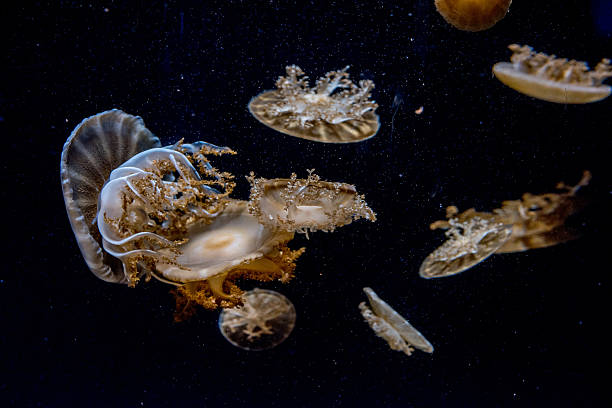 istock jellyfish isolated on black sea 490172704