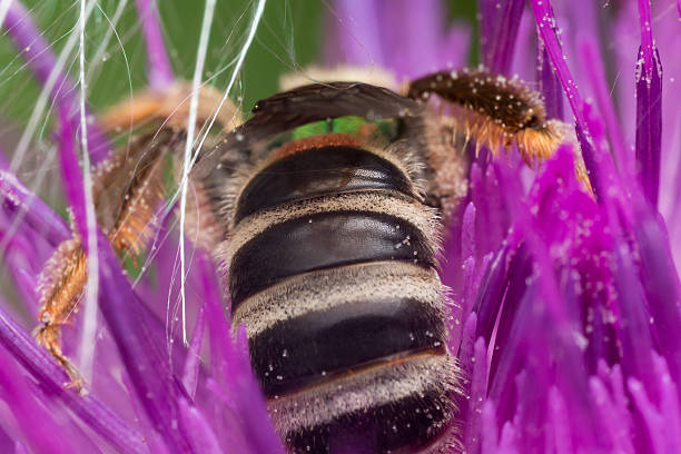 istock Rear view of green sweat bee extracting pollen from thistle 490172716