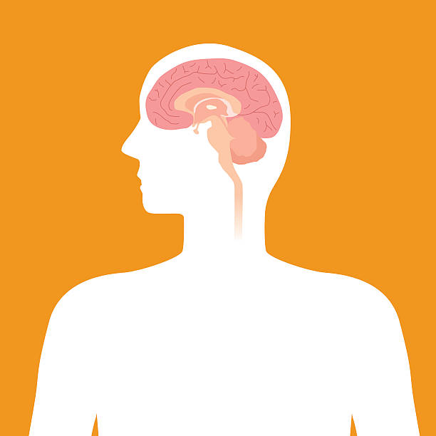 ilustraciones, imágenes clip art, dibujos animados e iconos de stock de cerebro humano estructura, imagen ilustración - brain human spine brain stem cerebellum