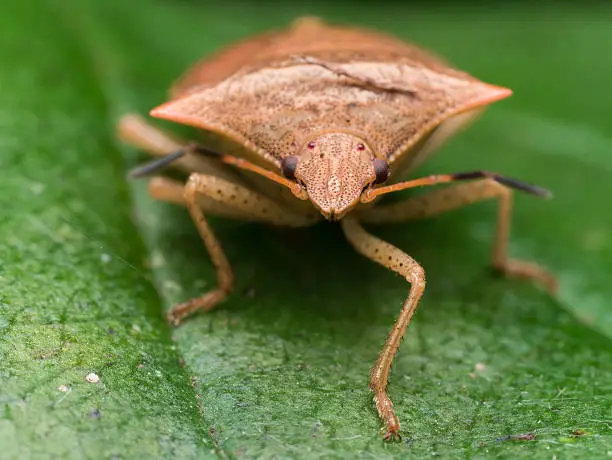 portrait of a brown marmorated stink bug straight on view