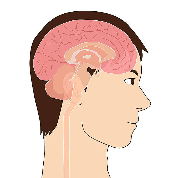 ilustraciones, imágenes clip art, dibujos animados e iconos de stock de cerebro humano estructura, imagen ilustración - brain human spine brain stem cerebellum