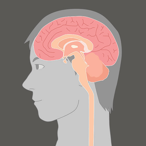 ilustraciones, imágenes clip art, dibujos animados e iconos de stock de cerebro humano estructura, imagen ilustración - brain human spine brain stem cerebellum