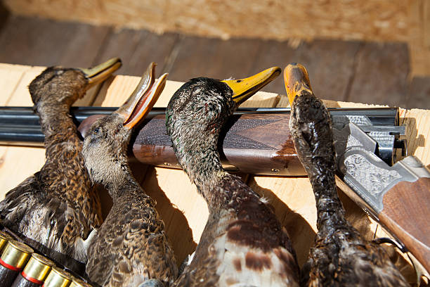 arma de caça, morta, pato e munições - dead animal fotos imagens e fotografias de stock