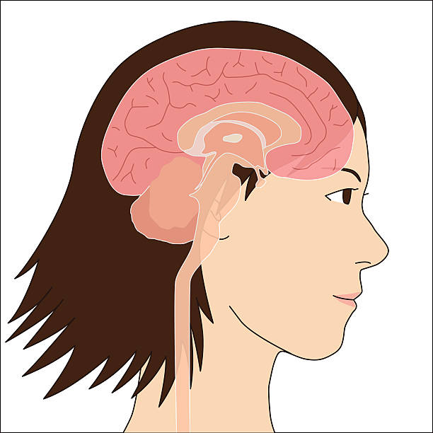 ilustrações, clipart, desenhos animados e ícones de cérebro humano estrutura, ilustração de imagem - brain human spine brain stem cerebellum