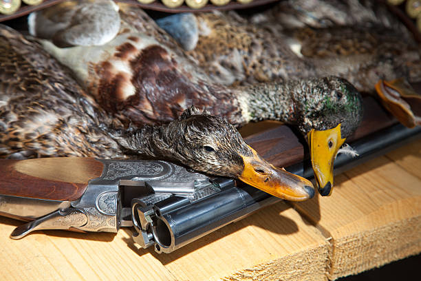 arma de caça, morta, pato e munições - dead animal fotos imagens e fotografias de stock