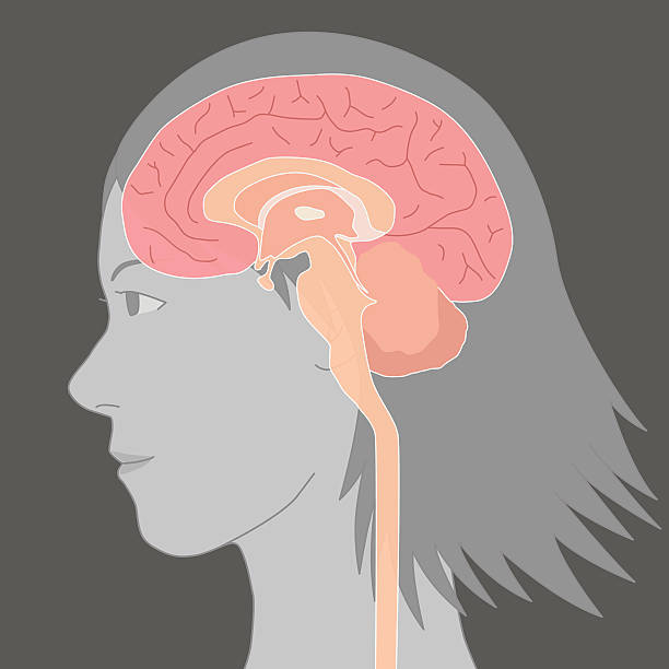 ilustraciones, imágenes clip art, dibujos animados e iconos de stock de cerebro humano estructura, imagen ilustración - brain human spine brain stem cerebellum