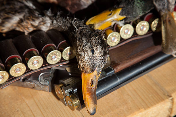 arma de caça, morta, pato e munições - dead animal fotos imagens e fotografias de stock