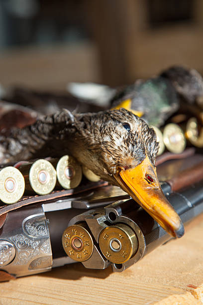 istock Gun, hunting, a dead duck, and ammunition 490173264