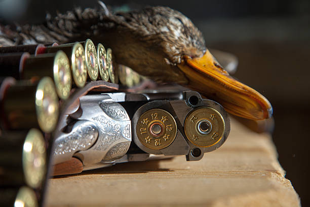 gun, охоту, dead утка, а также боеприпасов к нему - dead animal стоковые фото и изображения