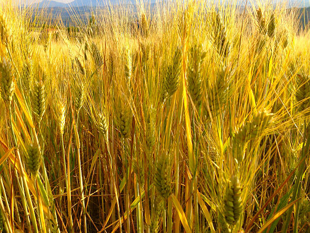 istock Wheat field in Abruzzo, Italy 490174140