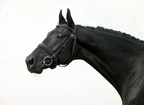 istock Black thoroughbred racehorse in white background 490174350