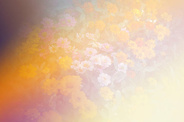 istock beautiful Flower with soft focus color filtered background 490174508