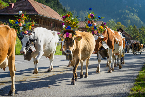 Charmey, Fribourg, Switzerland - 26 September 2015: Farmers with a herd of cows on the annual transhumance at Charmey near Gruyeres on the Swiss alps 