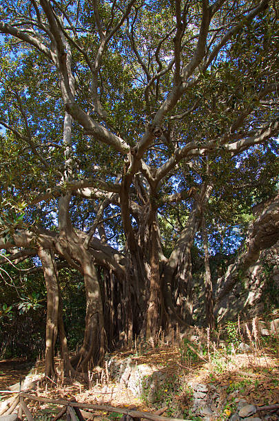 istock Giant ficus tree in Syracuse archeological park 490175868