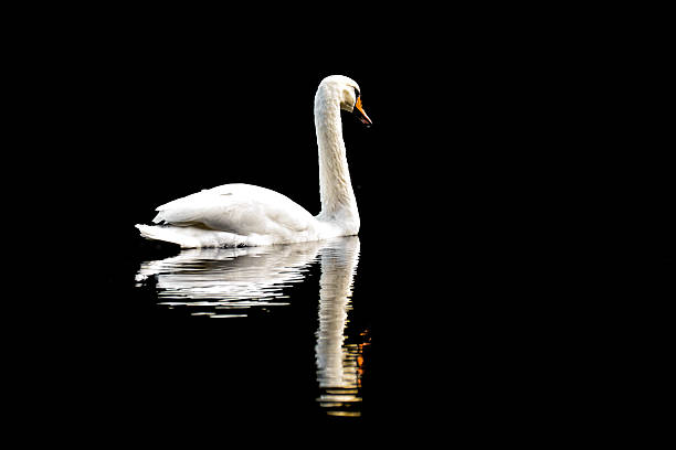 istock Swan swim on lake 490175994