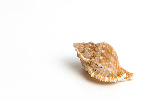 istock Seashell in close-up isolated on a white background 490176068