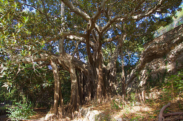 istock Giant ficus tree in Syracuse archeological park 490176238
