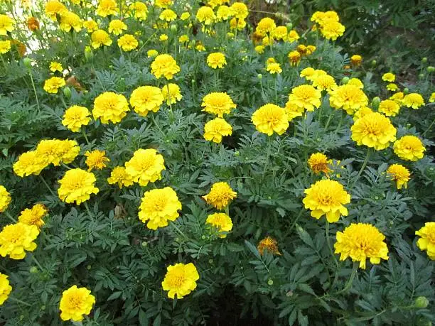 Marigolds