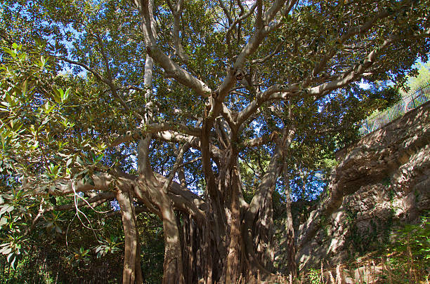 istock Giant ficus tree in Syracuse archeological park 490176534