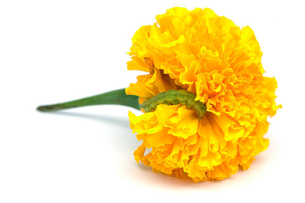 Tagetes Erecta Flower With Worm Tagetes is a genus of herbs commonly known as Marigolds is a native of Mexico and other warmer parts of America and naturalized elsewhere in the tropics and subtropics. In Thailand it is often to find in flower garlands and decorations in the temples. Marigold is noted as having highly effective medicinal properties and can be used as a culinary herb and for skin care purposes. It was valued as a folk remedy for centuries to treat various skin diseases, ranging from skin ulcers to eczema. moth larvae pictures pictures stock pictures, royalty-free photos & images