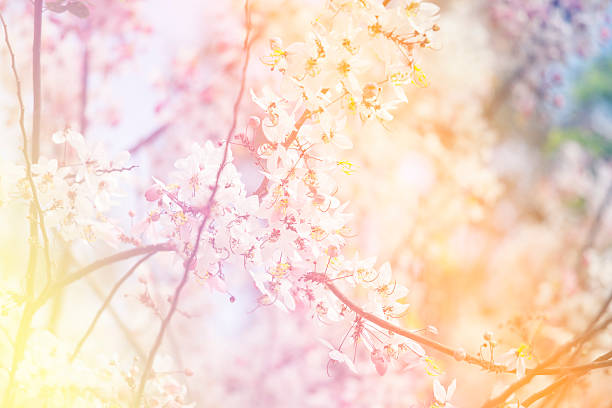 istock beautiful Flower with soft focus color filtered background 490176768