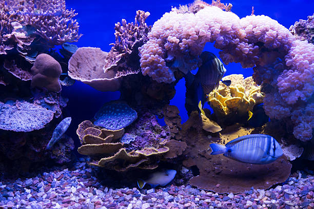 istock Beautiful colorful corals with coral fish. 490177398