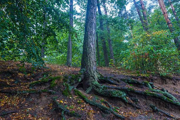 istock Roots of trees in autumnal forest. 490177604