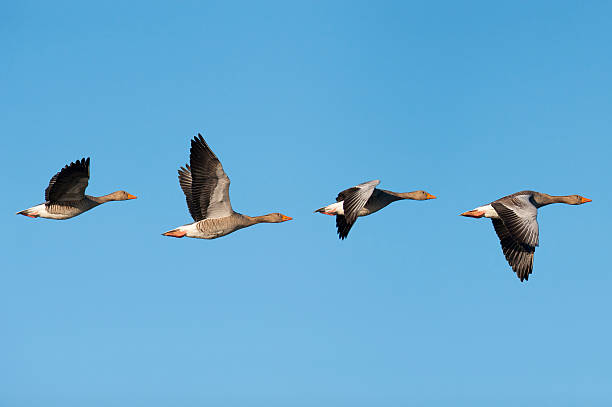 Greylag Geese in flight Flock of migrating greylag geese. greylag goose stock pictures, royalty-free photos & images