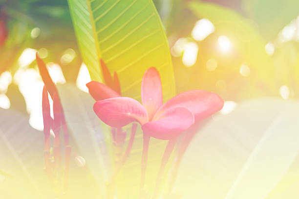 Beautiful Plumeria Flower, Naturally beautiful flowers in the garden soft focus and bright light color tone filtered background