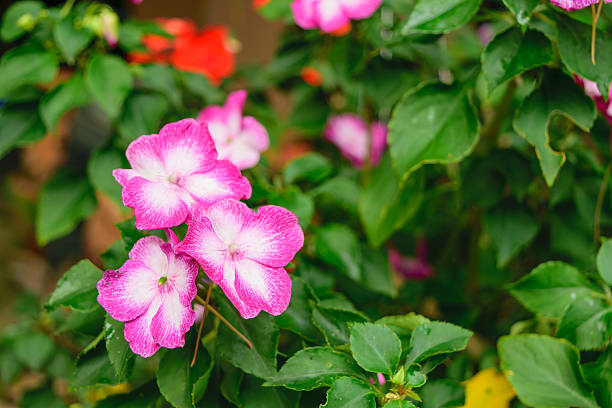 istock Beautiful pink flower 490177736