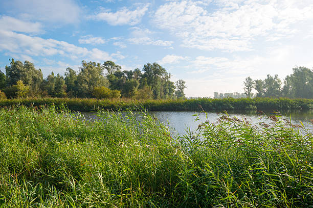 istock Shore of a lake under a blue cloudy sky 490177994