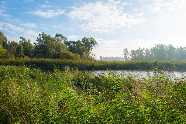 istock Shore of a lake under a blue cloudy sky 490178162