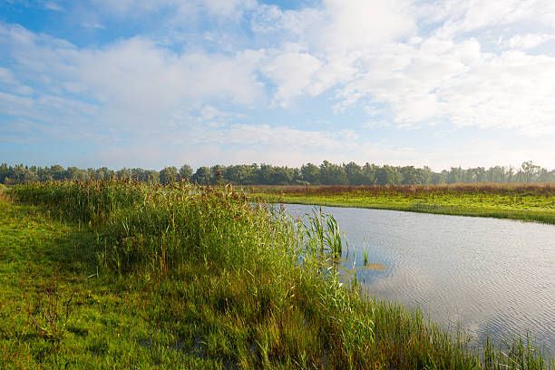 istock Shore of a lake under a blue cloudy sky 490178240