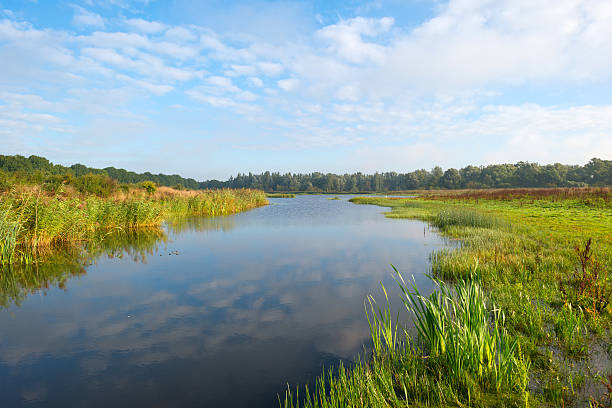 istock Shore of a lake under a blue cloudy sky 490178586
