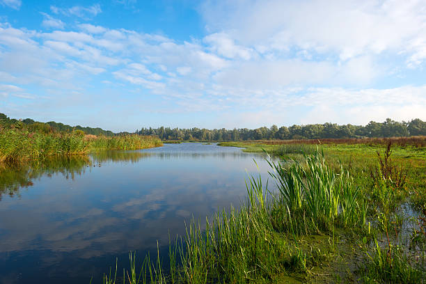 istock Shore of a lake under a blue cloudy sky 490178722