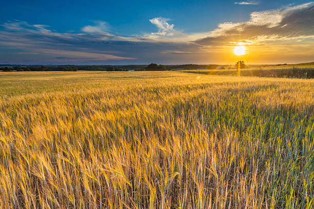 istock Beautiful landscape of sunset over corn field at summer 490178888