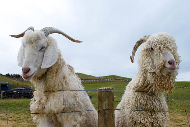 amigos de cabra - angora wool - fotografias e filmes do acervo